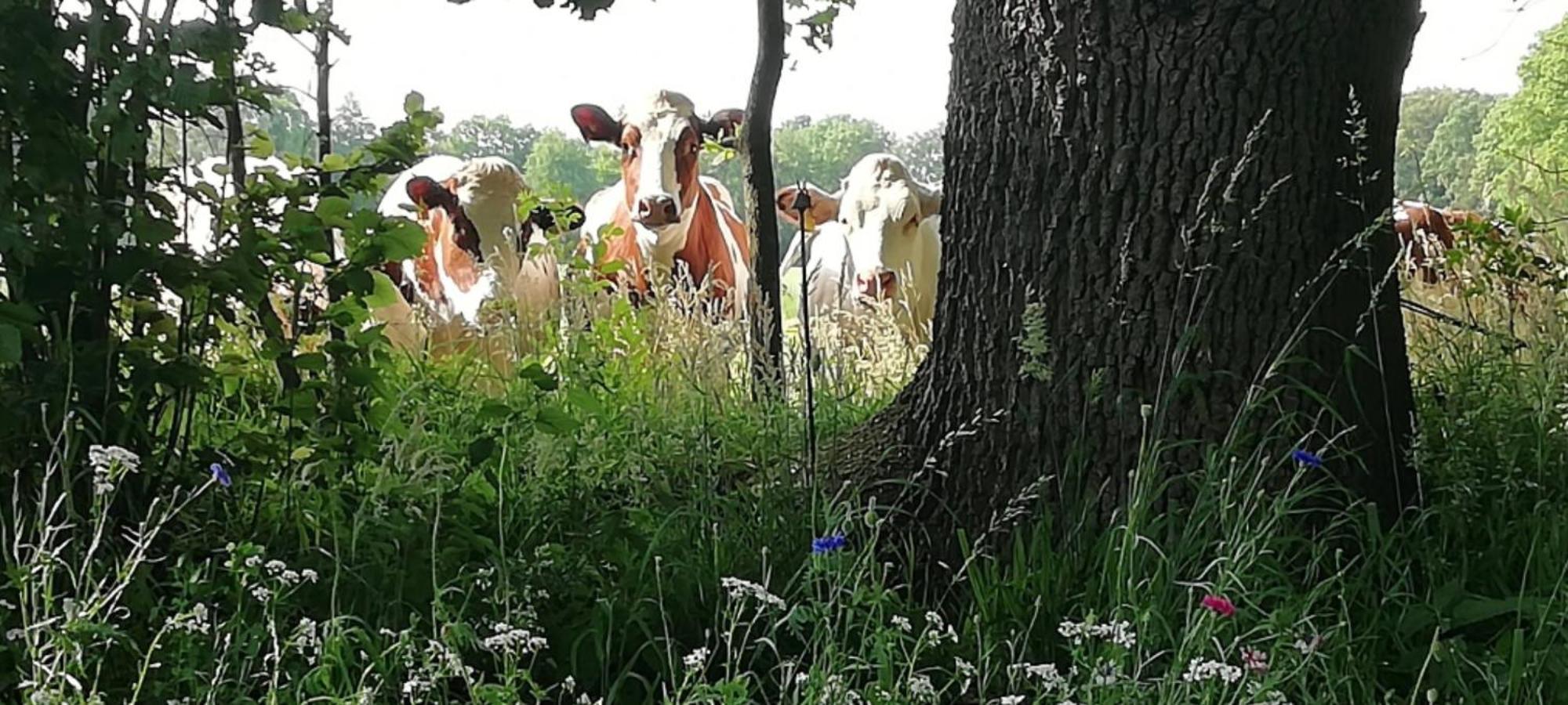 B&B Erve Moeskert Geesteren  Buitenkant foto